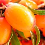 what are the benefits of sea buckthorn