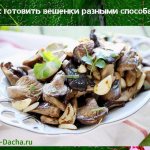 how to cook oyster mushrooms