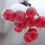 Подмороженные ягоды калины для наливки