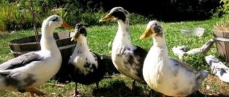 Breeding Mulard ducks